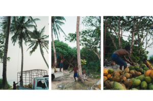coconuts-sri-lanka